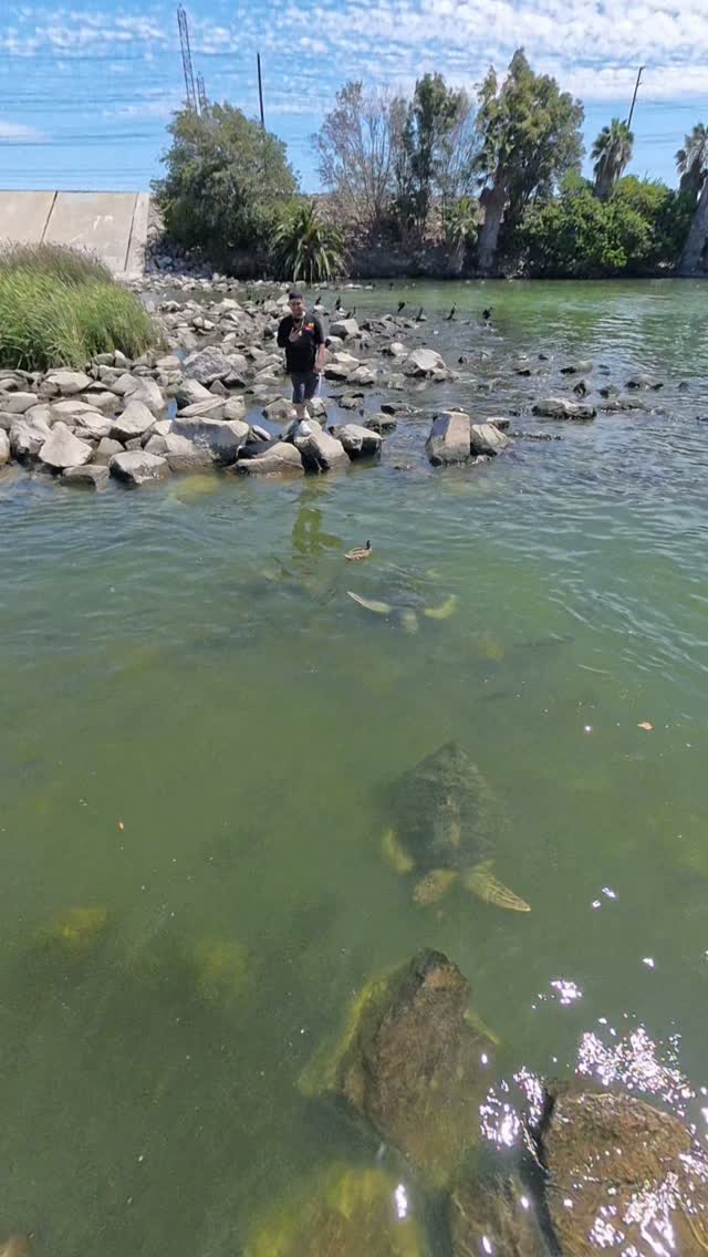 Met up with the Sea Turtle Clean Up group to help cleanup the habitat where green sea turtles have miraculously made a home in the San Gabriel River.#greenseaturtle #volunteercleanup #coastalcleanup #honu #seaturtleconservationReel